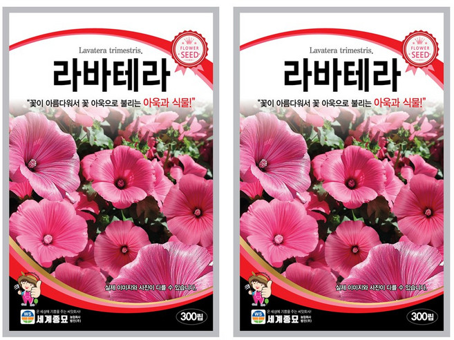 라바테라 씨앗 꽃씨 300립 꽃씨앗 세계종묘 모칸도, 2개