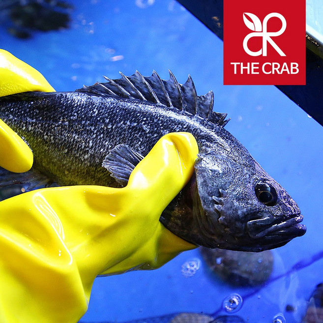 제철 우럭회 필렛 생물 우럭 1마리 통우럭 우럭탕 생선구이, 1세트, (통)우럭 소 1마리 (350g전후)구이탕용