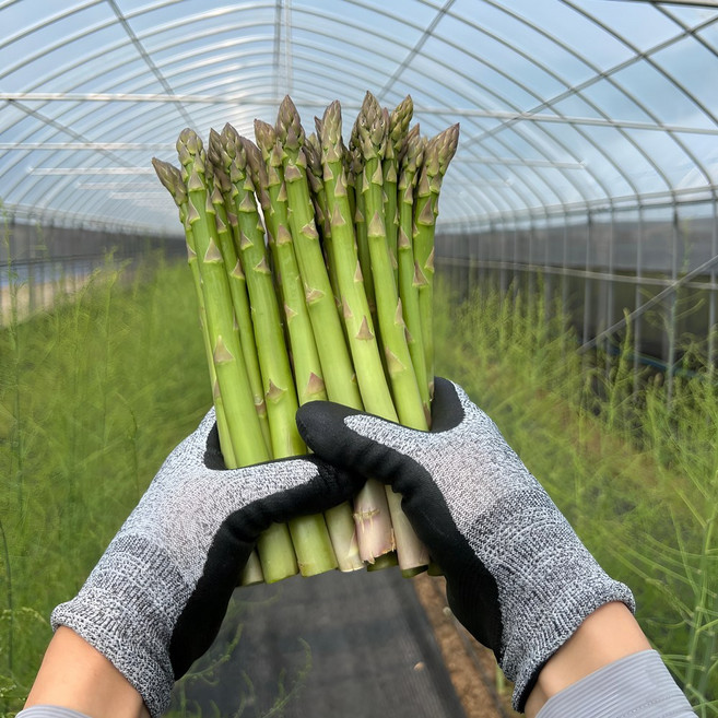 농랑부랑 국산 아스파라거스 500g, 1개