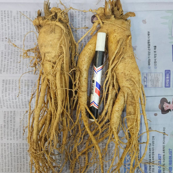 풍기인삼 6년근 특왕대 3-5뿌리/750g 난발 수삼 깨끗한 A급 도매판매 신선포장 한보인삼사, 1kg, 2세트