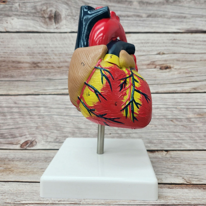 인체 심장 모형 분리형 해부학 내부 구조 스탠드, 1세트