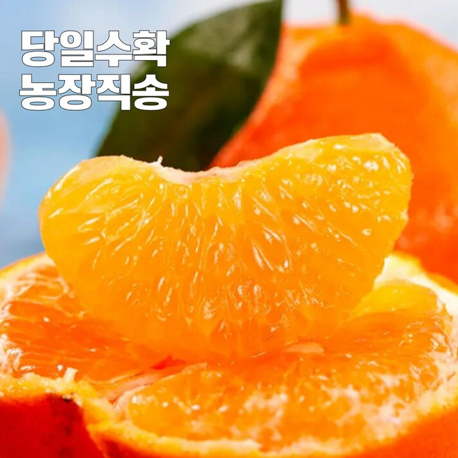 26첫수확] 꿀brix 귤 감귤 제주감귤, 1개, 소과 5kg