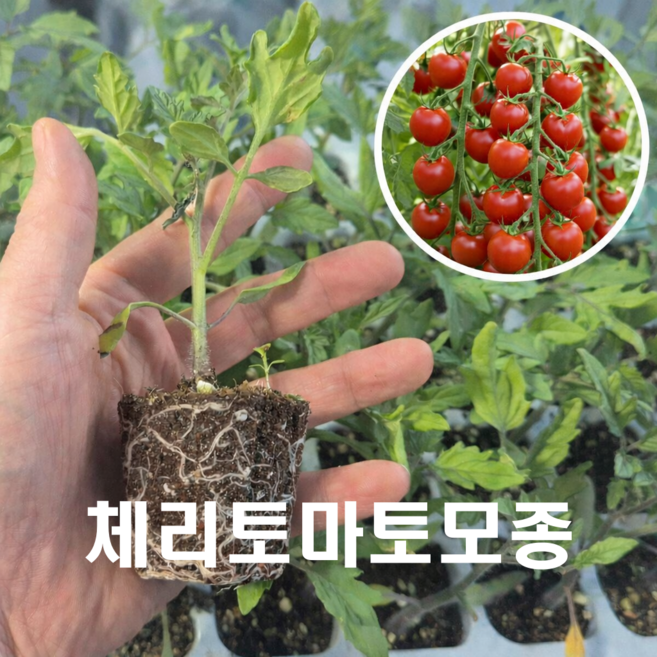 체리방울토마토 젤리방울토마토 모종, 3개