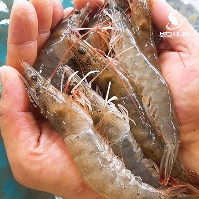 국내산 살아있는 생새우 활새우 1kg 회 소금구이 새우찜 새우회, 1개, 활새우 1kg(40미 내외)