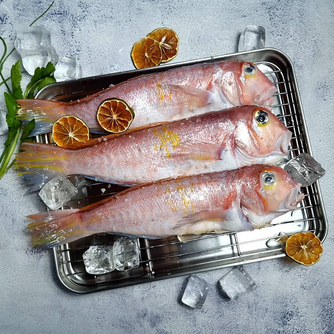 국내산 100% 제주 진짜 참옥돔 통옥돔, 3세트