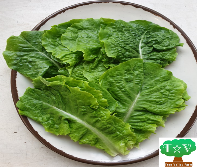 남원 나무골농원 청상추(600g 1kg 2kg 4kg), 1개