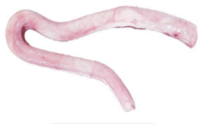 생푸드 소우신 1kg(한우)(냉동)(소고기)(생고기)(불리스틱)(블리스틱)(한우소우신), 1kg, 1개