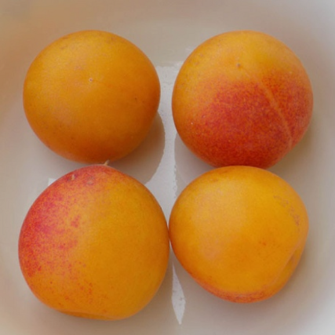 [자두의 상큼함 살구의 쫀득함] 상큼쫀득 고당도 플럼코트(티파니), 1박스, 대왕 1kg(8~14개)