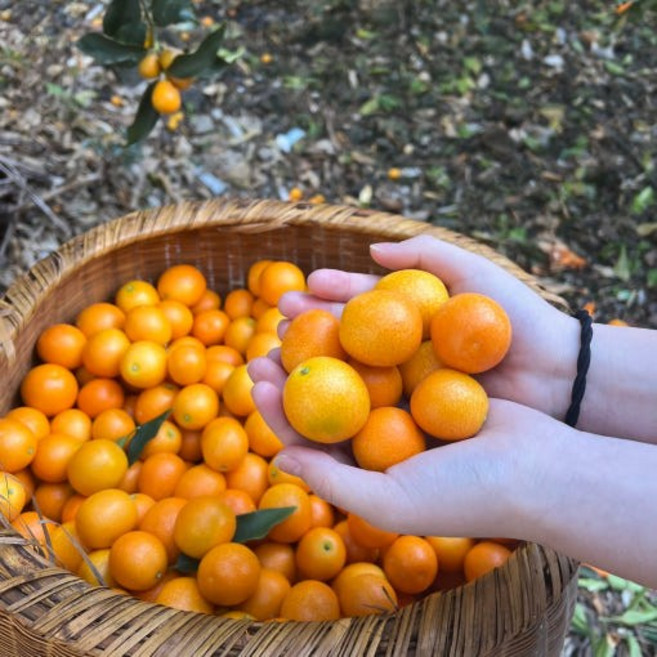 제주 새콤 달콤 금귤(낑깡)10kg 5kg, 1개, 5kg 특대