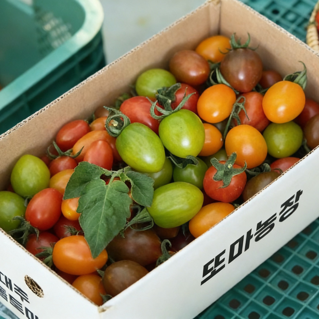 산지직송 프리미엄 컬러토마토 또마농장, 1개, 컬러토마토_1kg