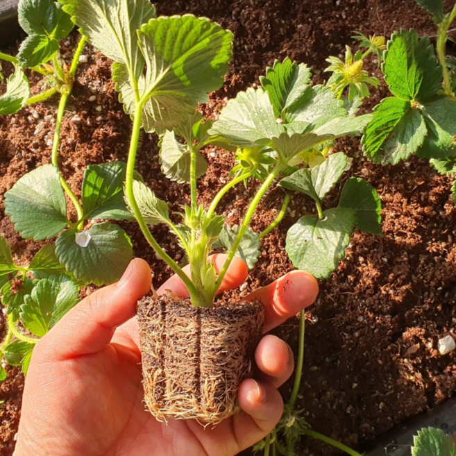 딸기모종 설향 킹스베리 모종 대왕딸기 32주, 핑크베리700g, 1개