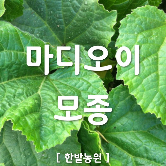 채소 모종 ~ 각종 묘종. 베란다 텃밭 세트 공기정화식물 허브 씨앗 채소모종 ~, H043 마디오이 모종 2개