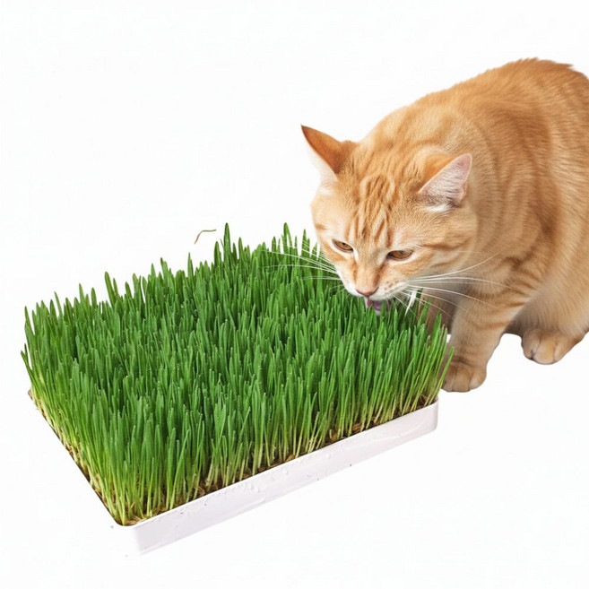 뮤토 점보 캣그라스 생화 (대용량) 고양이 풀 강아지 풀 도그그라스, 귀리, 1개, 1kg