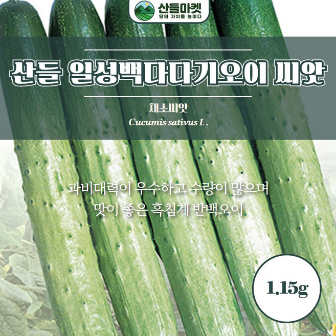 산들마켓 백다다기오이 씨앗 50립 흑침계 반백 오이씨 종자, 1개
