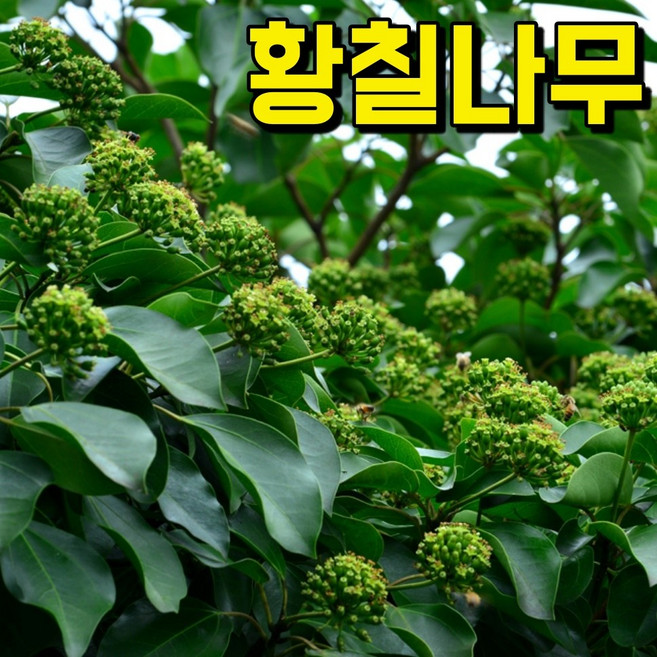 협력업체 청정 국내산 한방재료 황칠나무 잎 가지 특용작물 황칠나무 즙 액기스 원액 효능, 1개