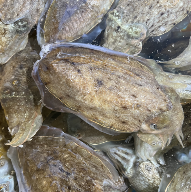 선주직송 갑오징어 특대, 1박스, 2kg (4-8미)