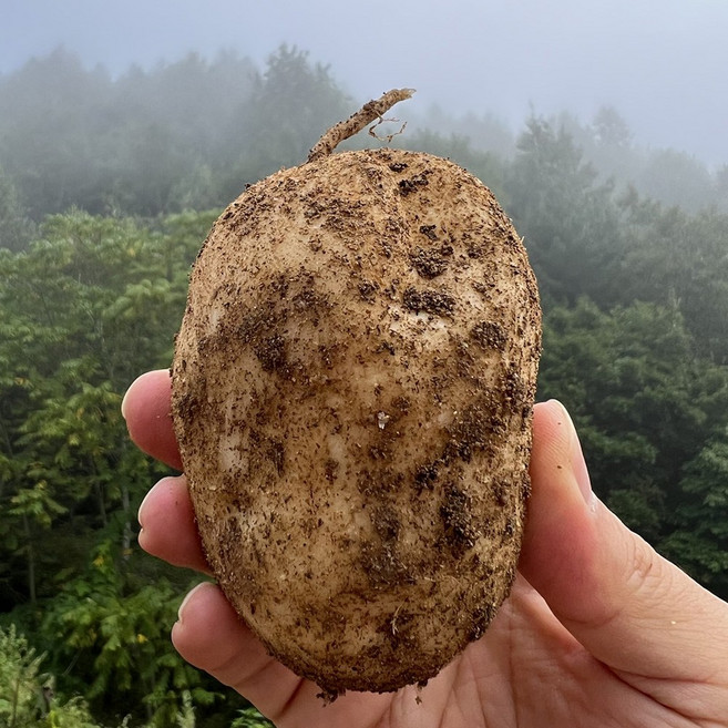 포슬 포근 쫀득 햇 수미 감자 3kg 크기선택 두백 설봉 홍 알 조림 제주 강원 감자, 수미감자3kg(왕특)