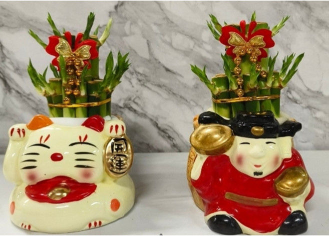 花花世界 桌上盆栽 送禮室內植物 造型盆開運竹(小2層) 幸運竹/高約20cm, 1個, 擇優出貨，不指定花器
