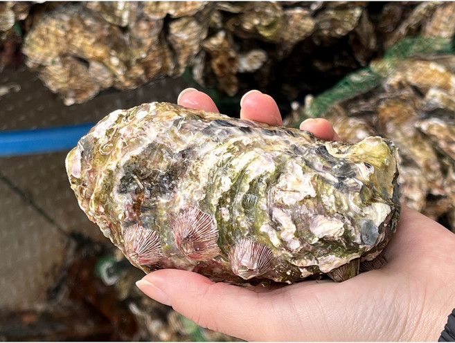 신선담다 통영 햇 석화 각굴 3~15kg 오늘조업 제철 생굴 산지직송, 1박스, 석화 각굴 3kg (1~2인 실속)