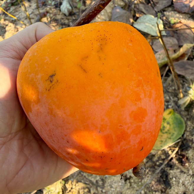 야오끼 왕대봉 감나무 묘목 5년생 결실주, 야오끼 대봉 감나무 5년생 결실주