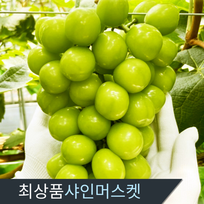 삼시세끼연구소 껍질째 먹는 당도검수 최상품 샤인머스캣 씨없는 포도, 1세트, 2kg(5~6수)