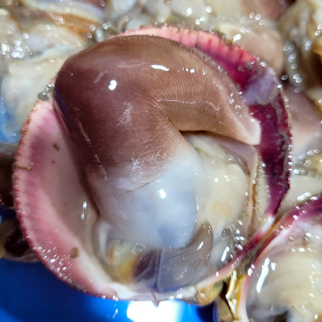 [여수 산지직송] 자연산 손질 검은새조개 200g 500g / 당일발송 급냉, 1박스, 손질 후 500g (손질 전3kg)