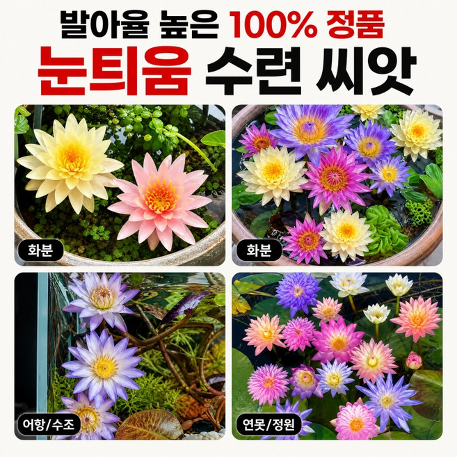 3위 - 40/80 수련 연꽃 식물씨앗 수련 연꽃 씨앗 수경재배 미니수련 씨앗, 40개