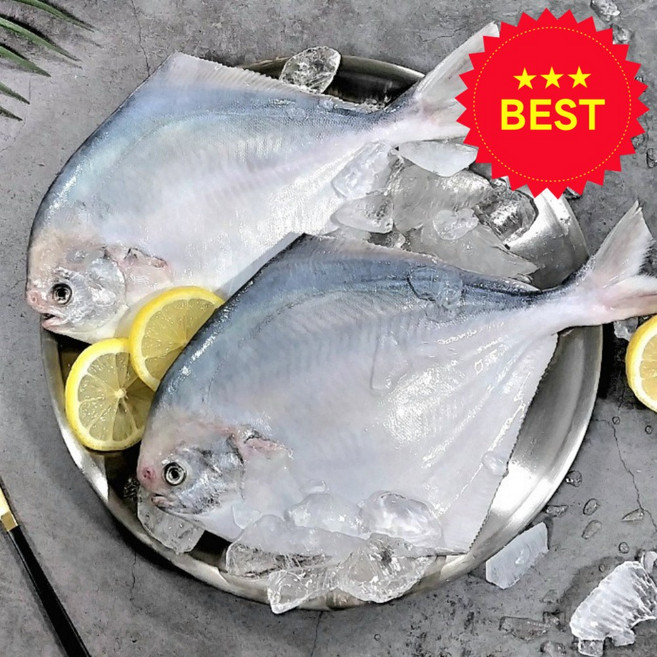 (산지 직송) 국산 손질 생물 병어, 1개, 특대