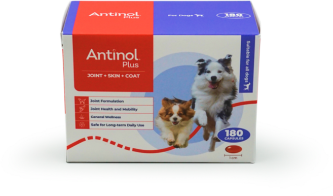 안티놀 플러스 래피드 강아지 관절 슬개골 영양제 180캡슐 각포장, 1개