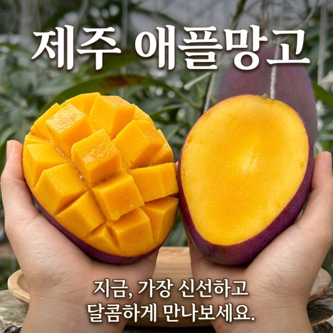 [제주애플망고] 고당도 프리미엄 중품중과 산지직송, 1박스, 1kg(중과) 3~4수