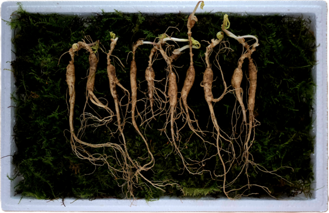 백세산삼 산지직송 산양삼 산양산삼 못난이삼 5-6년근 장뇌삼, 4g, 20개