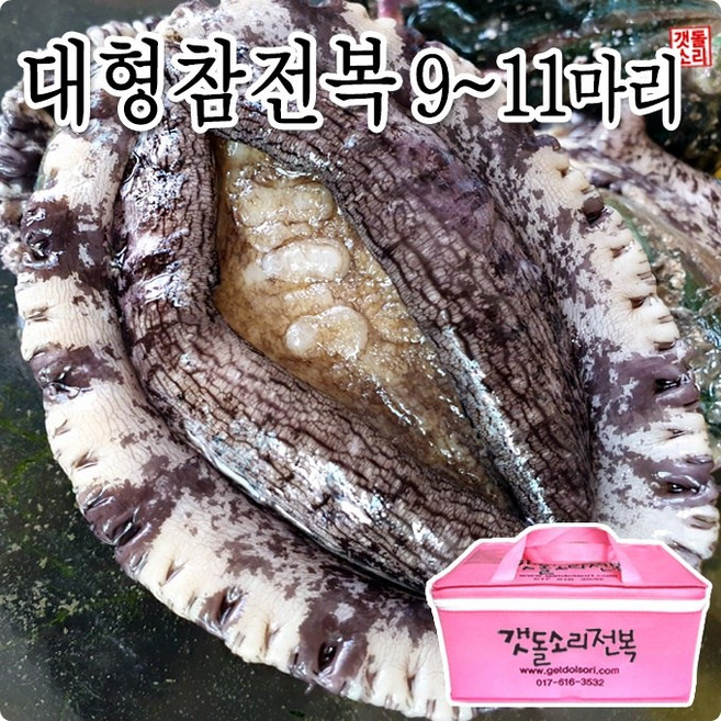 [갯돌소리전복] 직접 키운 완도참전복 9~11마리 1kg 생산자직판 활전복/선물용전복/전복선물, 1개
