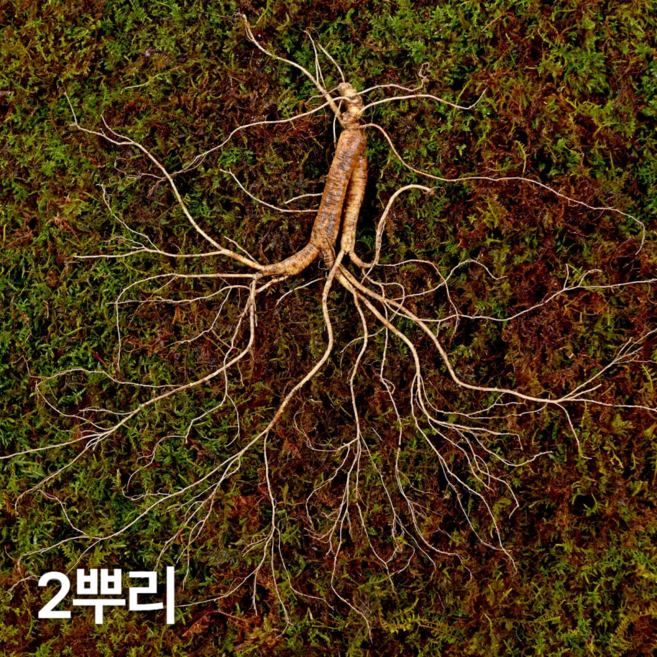 삼삼삼 12~15년근 야생삼 산양산삼 장뇌삼 설 추석 명절 부모님 선물세트, 2개, 18g