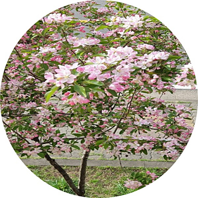 애기사과묘목 Malus floribnda 실생묘5주 접목묘 유실수 과일나무 정원수 분재소재 댜량주문내고, 1세트