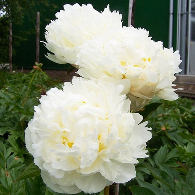 목단나무 묘목 3년생 뿌리묘 설영도화 목윤절윤 백원홍화 설탑 월궁촉각 도금 황관 화왕, 1개, 2지 설탑