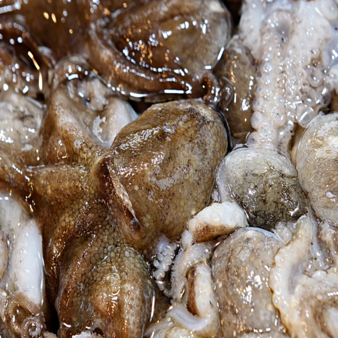 [한달특가] 당일작업 쫄깃녹진 알쭈꾸미 봄 제철 알배기 쭈꾸미, 1박스, 1kg