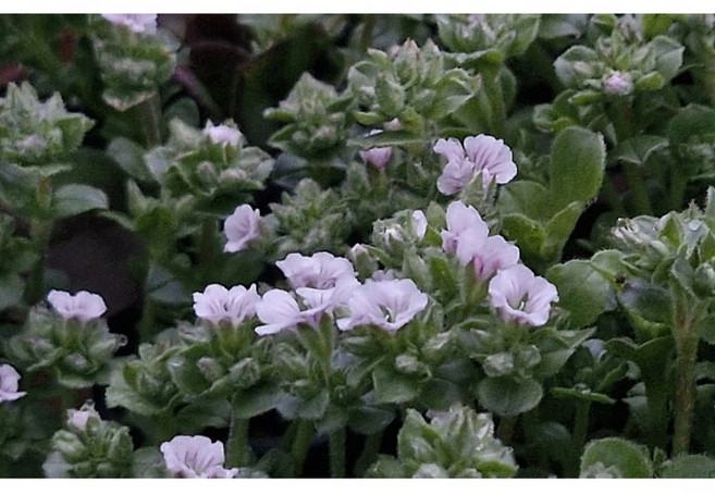 이끼용담 크란베리 봄꽃 모종 미니식물 행잉식물 월동