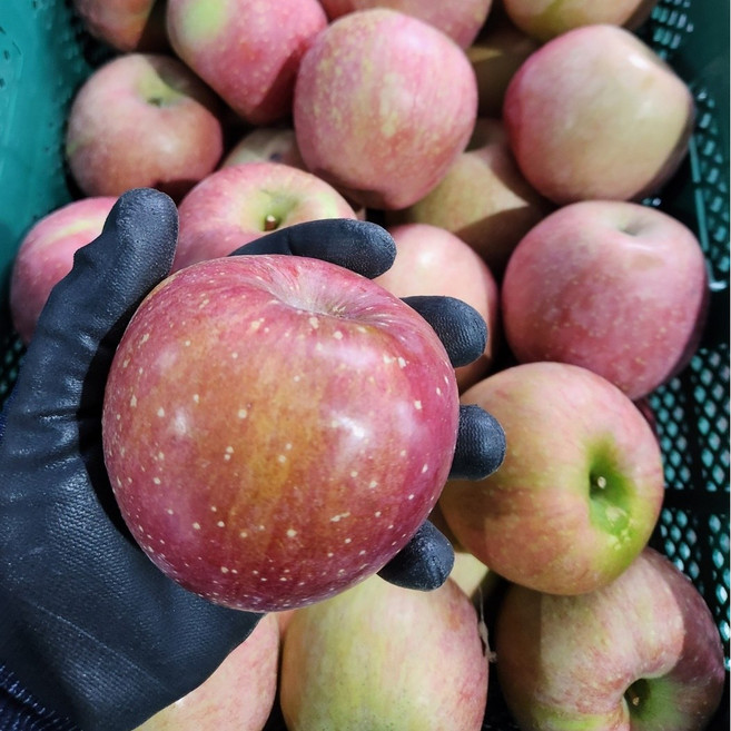 30년 사과장인재배 재구매율1위 부사 홍로 사과, 1박스, 가정용 3kg