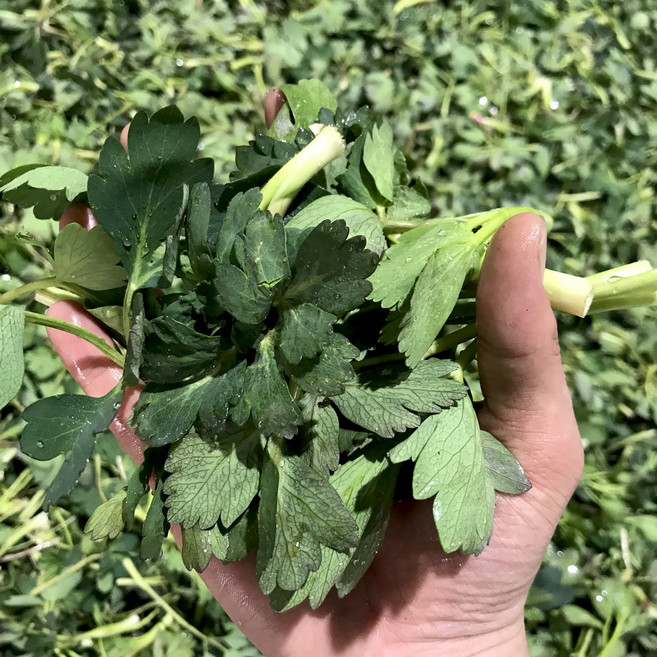 [당일수확]싱싱한 자연의향기 여수 노지 방풍나물, 1박스, 500g