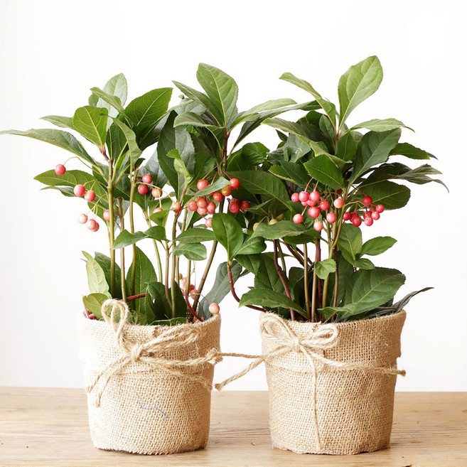 [재물운폭발] 돈들어오는 식물 천냥금 화분 1+1, 1개, 마바구니 1+1