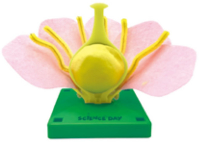 초등 암술 수술 꽃잎 조립식 꽃구조 모형 과학교실 안전한