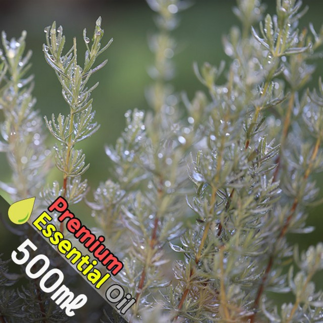 J021 로즈마리 500ml (Rosemary Essential Oil) 천연에센셜 오일 원액 아로마, 1개