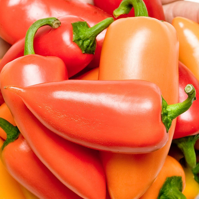 친환경 유기농 미니 파프리카 1kg, 1박스