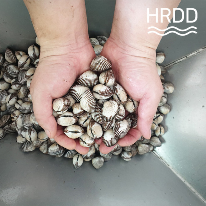 꼬막 10키로 벌교 새꼬막 10kg 꼬막 비빔밥 꼬막전 반찬용, 새꼬막 상품 10kg, 1개