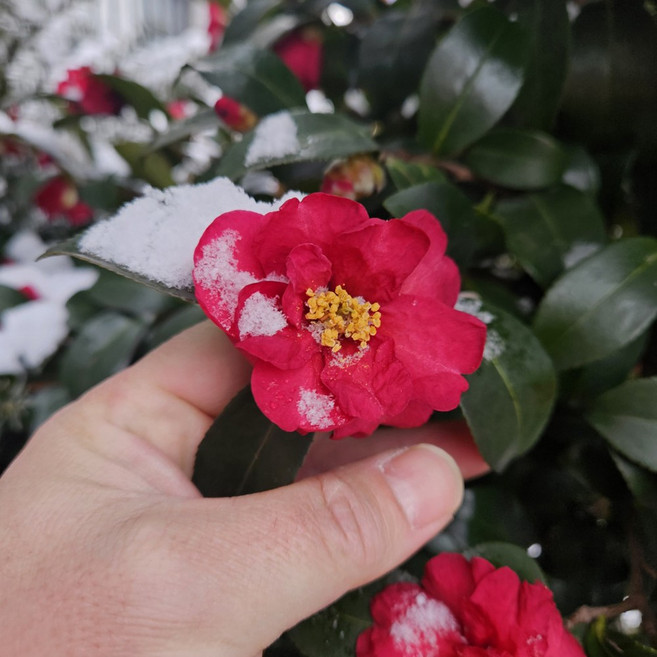 동백나무 (애기동백)_3개 포트묘 _ (키 30cm전후)