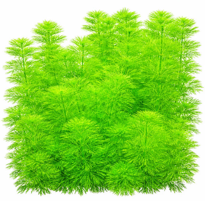 [수초대부] 암브리아 23줄기 키우기 쉬운 왕초보 수초 달팽이 이끼 없는 구피 은신처 어항 꾸미기, 1세트