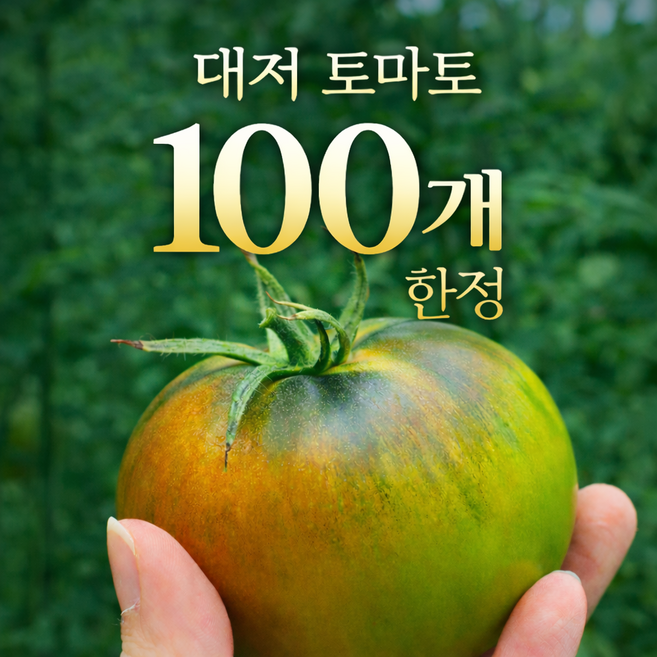 [100박스 한정] 부산 대저 토마토 산지직송 초특가, 1개, 대저토마토(L)2.5kg