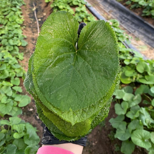 [압도적신선함] 진짜배기 26년 봄나물 생 곰취, 1박스, 200g