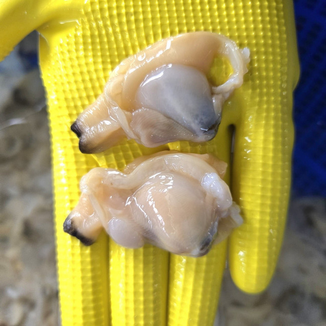 국내산) 남해 삼천포 문어 바지락 (잠수작업), 1개, 깐) 손질 바지락살 500g