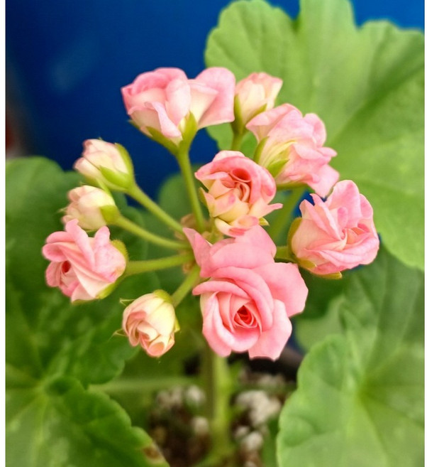 엔틱로즈 유럽 제라늄 그레인져스 페라고늄 인테리어식물 실내식물 토분 풀잎이야기, 기본 플라스틱 포트, 1개